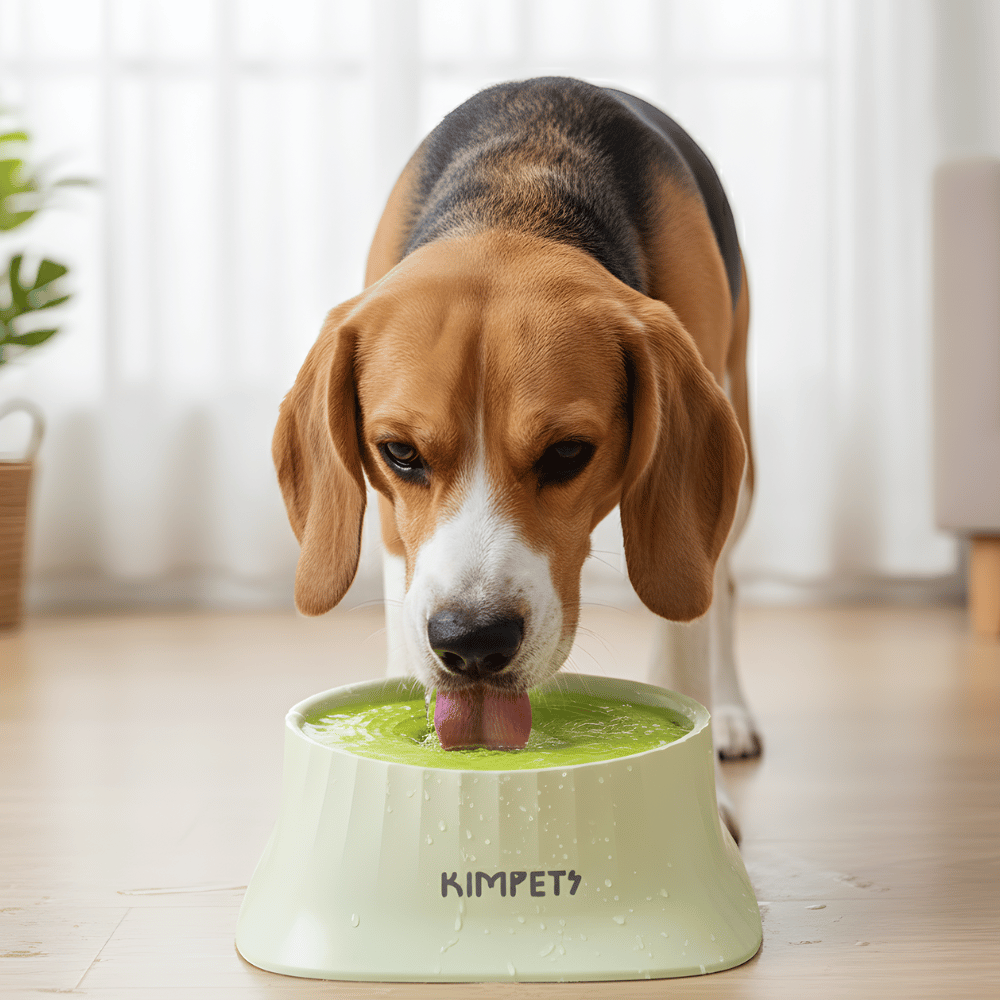Dog Water Indoor Pet Drinking Dispenser