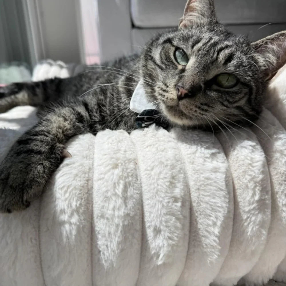 Cat Sofa Bed Plush Bolster Lounger with Raised Sides