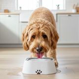 Dog Water Bowl Indoor Pet Drinking Station