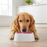 Dog Water Bowl Indoor Pet Drinking Station