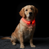 LED Dog Collar Glowing Light Up Night Safety