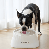 Dog Water Indoor Pet Drinking Dispenser