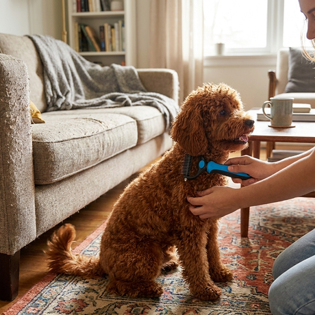 GentleGroom pet brush lifestyle