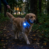 GlowGuard Dog Collar Light