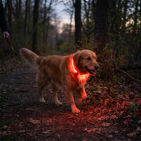 GlowPaw LED Dog Collar