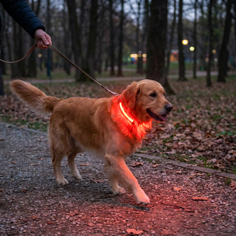 GlowPaw LED Dog Collar