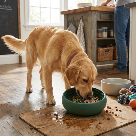 SteadyBite Slow Feed Dog Bowl