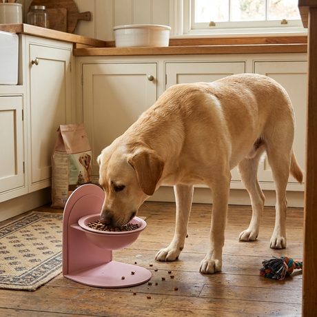ElevoraBowl raised ceramic feeder lifestyle