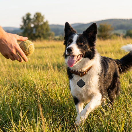 TrackMate GPS dog tag lifestyle