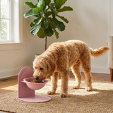 Dog Raised Bowl Elevated Feeder Stand