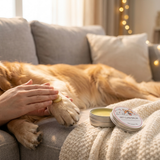 Owner applying paw cream to a dog on a sofa