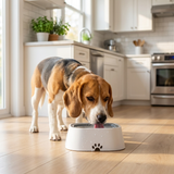 Dog drinking calmly from the anti-spill bowl